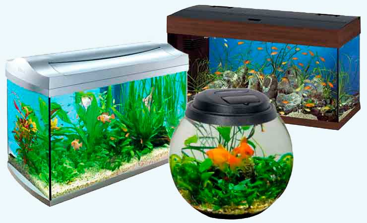Как выбрать аквариум. | Начинающим аквариумистам