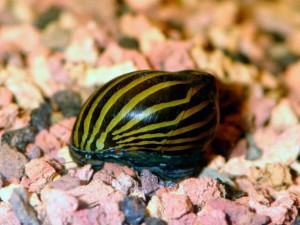 neritina-natalensis 