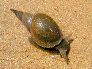 snail_great_pond_lymnaea_stagnalis_00_08-07-05_1-300x225.jpg