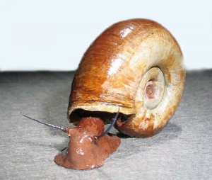   Planorbarius corneus