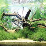 болезни аквариумных растений