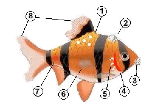 Презентация болезни рыб