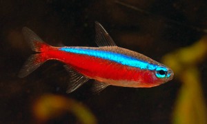аквариумная рыбка Paracheirodon axelrodi неон красный