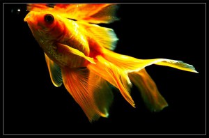 Carassius auratus золотая рыбка