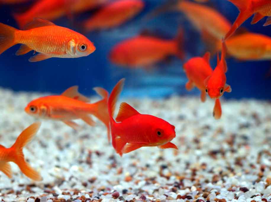 Какие бывают золотые рыбки: основные разновидности для аквариума