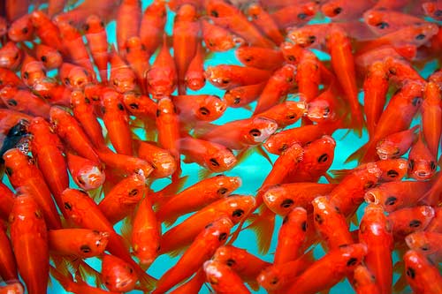 Breeding goldfish размножение золотых рыбок