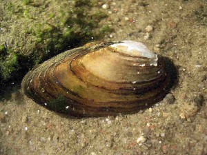 аквариумный пресноводный моллюск перловица
