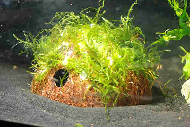 яванский мох на кокосе в аквариуме