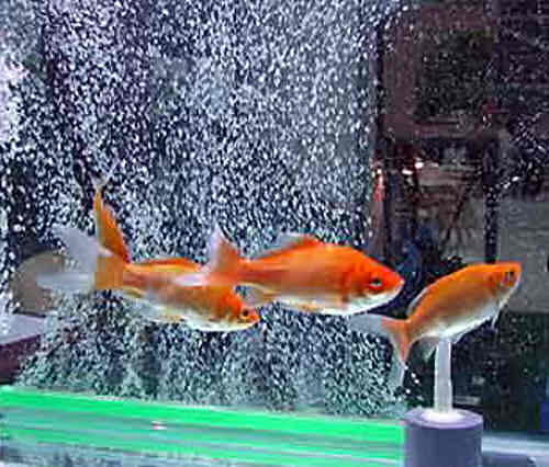 Мелкие пузырьки в аквариуме