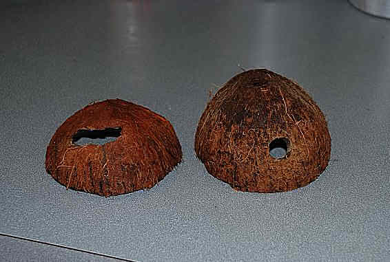 кокос в аквариуме распиленный на две половинки