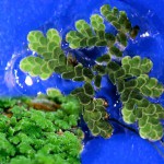 аквариумное растение азолла каролинская azolla caroliniana