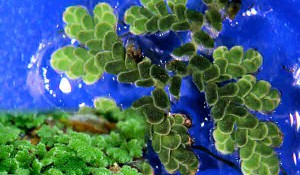 аквариумное растение азолла каролинская azolla caroliniana